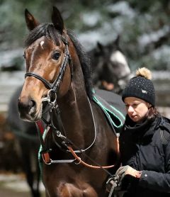 Capitano m 9.12.2017 in Neuss - Foto: Dr. Jens Fuchs