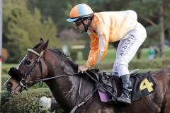 Saisonsieg Nummer 5 in 2019: Circuskind gewinnt mit Maxim Pecheur in Krefeld. www.galoppfoto.de - Stephanie Gruttmann