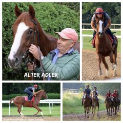 Impressionen von der Morgenarbeit mit Alter Adler im Juni 2021 in Köln Weidenpesch. ©Collage Turf-Times/Fotos Galoppfoto.de - Sandra Scherning