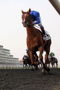 Cooler Blick zurück - Frankie Dettori mit African Story in der  Godolphin Mile. www.galoppfoto.de