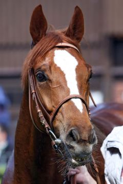 Dalmore im Portrait, 2015 in Dresden. www.galoppfoto.de - Sabine Brose