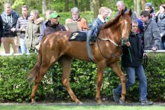 Danlia vor ihrem Maidensieg im Führring in Krefeld (Foto: Dr. Jens Fuchs)