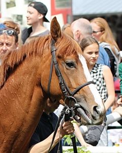 Dante Veloz am 21.5.2017 in Köln- Foto: Dr. Jens Fuchs