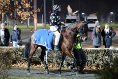 Daring Lion vor seinem Sieg am 2.12.2016 in Neuss (Foto: Dr. Jens Fuchs)