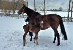 Das erste Fohlen von Amaron kam am 09. Januar 2017 zur Welt: Mutter Bella Amica ist selbst Listensiegerin und Schwester zum mehrfachen Gruppesicher Banyumanik. Foto: privat