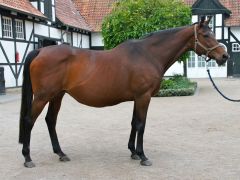 Das letzte Bild von Centaine - zwei Tage vor ihrem Tod nach der Geburt des Shirocco-Stutfohlens. Foto: Stauffenberg Bloodstock