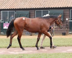 Der Fährhofer Topseller bei Book 2  von Dubawi aus der Goathemala für 725.000gns. Foto: Tattersalls