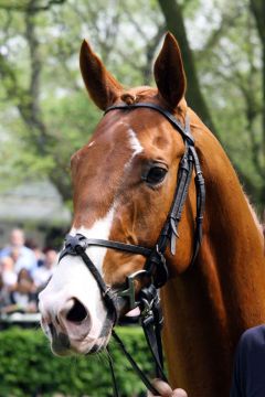 Der Lord of England-Sohn mit der markanten Blesse -  Admiral Lord. www.galoppfoto.de - Sandra Scherning