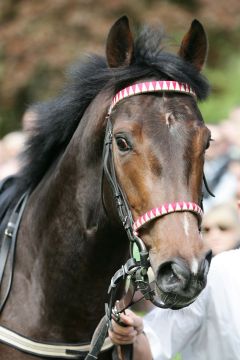 Diamant vor seinem einzigen Deutschland-Start in Iffezheim, wo er im Derby-Trial auf dem 6. Platz landete. www.galoppfoto.de - Sarah Bauer