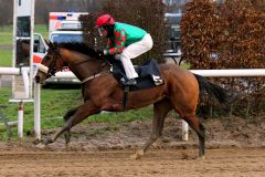 Die Areion-Tochter Aristocrata ist mit Andrasch Starke auf der Neusser Sandbahn erfolgreich. www.klatuso.com - Klaus-Jörg Tuchel