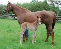 Hengstfohlen v. Duke of Marmalade a. d. mehrmaligen Listensiegerin Kimbajar von der Züchterin Roswitha Grünewald - jetzt im Besitz von Coolmore. Foto: Coolmore.