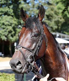 Diplomat nach seinem Sieg in der Meilen-Trophy, Gr. II am 17.5.2018 in Köln - Foto: Dr. Jens Fuchs