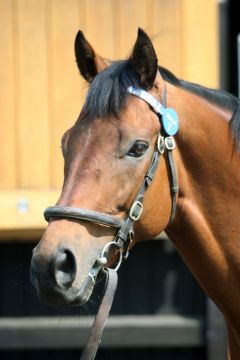 Dubawi im Dalham Hall Stud. www.galoppfoto.de