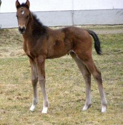 Hier präsentiert sich das am 30.01. im Gestüt Isarland geborene Stutfohlen v. Desert Prince a. d. Ophelia Sun, Besitzer ist Dr. St. Oschmann. Foto www.gestuet-isarland.de