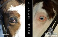 Ein Pferd, zwei Gesichter - Silvery Moon. www.dequia.de - Frauke Delius
