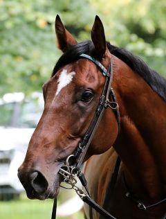 El Loco im Portrait am 13.8.2017 in Krefeld - Foto: Dr. Jens Fuchs