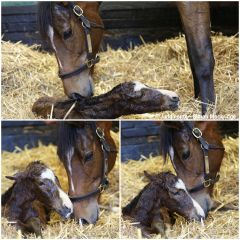 It's a boy! Enable erstes Fohlen von Kingman kurz nach der Geburt. ©Juddmonte - Simon Mockridge