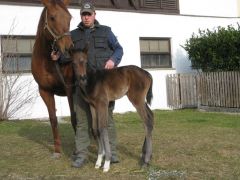 Erster Ausflug mit gerade mal 12 Stunden: Tai Chis rechte Schwester von High Chaparral aus der Taita. Foto: privat