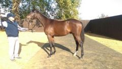 Fearless King als Jährling bei Tattersalls in Newmarket. Foto: privat