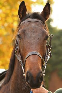 Finnley  Oktober 2015  Foto: www.Rennstall-Woehler.de