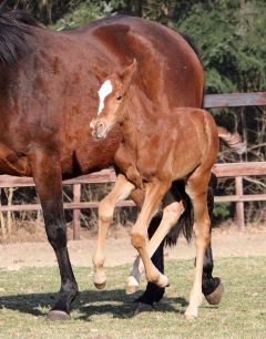 Stutfohlen 2017 v. Lord of England - Freaky Lady v. Kallisto Foto: privat