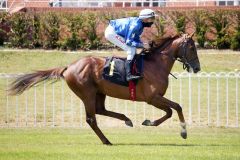 Furioso mit Martin Seidl beim Aufgalopp in Hoppegarten 2020. www.galoppfoto.de - Frank Sorge