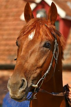 General Cadeaux Juli 2017  Foto: www.Rennstall-Woehler.de