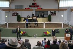 Großer Auktionserfolg für den Stall Parthenaue - Lot 72, Hengst von Mamool aus der Lips Arrow im Auktionsring bei der BBAG-Jährlingsauktion 2014. www.galoppfoto.de - Frank Sorge