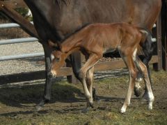 Hengst geboren am 05.04 von Tertullian x Palace Princess. www.gestuet-hoeny-hof.de