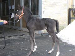 Hengstfohlen von Deep Impact aus der Night Magic. Foto: Shadai Farm