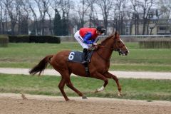 Isidor präsentiert sich vor seiner Premiere in Köln beim Aufgalopp mit Filip Minarik. Foto: Dr. Jens Fuchs