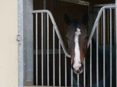 Emily of Tinsdal. Foto: Trainingszentrum Warendorf