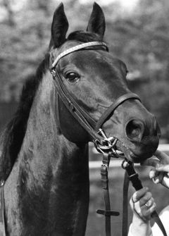 Windwurf 1977 bei der Hengstschau. Foto: Archiv Gestüt Ravensberg