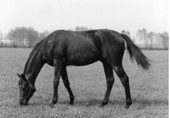 Wilderer als Jährling auf der Koppel. Foto: Archiv Gestüt Ravensberg