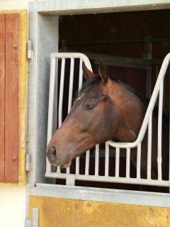 Glam Rock. Foto: Trainingszentrum Warendorf