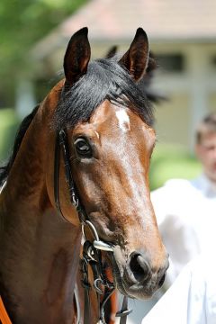 Kastano im Portrait am 28.5.2017 in Baden-Baden - Foto: Dr. Jens Fuchs