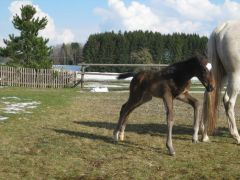 Erster Ausflug nach 3 Tagen mit Mama Kaziyma. Foto: Gestüt Hachtsee