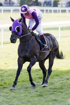 Killerbiene mit Martin Seidl beim Aufgalopp in Baden-Baden. www.galoppfoto.de - Sabine Brose