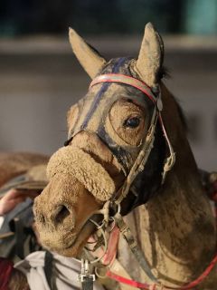 Koonari nach einem Rennen auf nasser Bahn am 14.01.2016 in Neuss (Foto: Dr. Jens Fuchs)