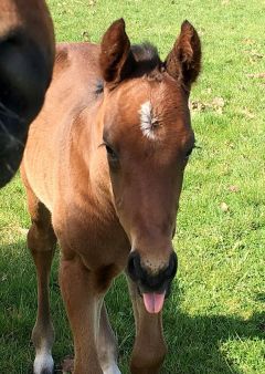 Hengstfohlen 2017 v. Sea The Moon - La Dane v. Danehill Foto: privat