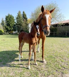 Stutfohlen 2022 Counterattack - Lady Jacamira v. Lord of England - Foto: privat