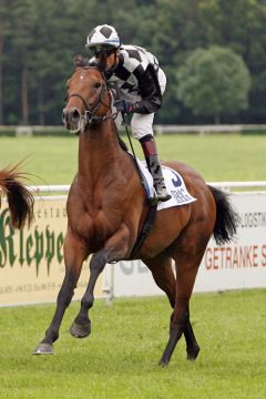 Laokoon mit Andreas Helfenbein beim Aufgalopp in Dresden. www.galoppfoto.de