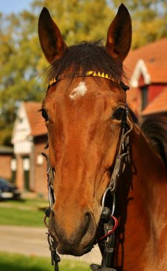 Lassair Oktober2019  Foto: www.rennstall-woehler.de