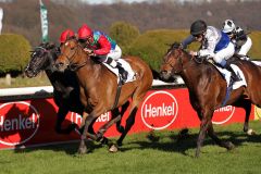 Lavallo (Alexander Pietsch) gewinnt den 'Preis des NRZ-Galopper des Jahres 2011' in einem spannenden Finale. www.duesseldorf-galopp.de