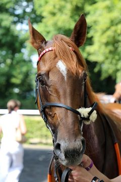 Leoro gewinnt am 9.7.2017 in Köln - Foto: Dr. Jens Fuchs