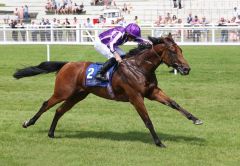 Little Big Bear überzeugt in den Anglesey Stakes. Foto: courtesy by Coolmore 