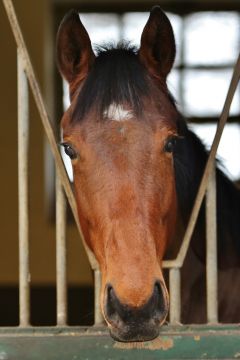 Look at Me Dezember 2017  Foto: www.Rennstall-Woehler.de