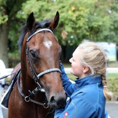 Majestic Colt gewinnt am 3.10.2018 in Köln - Foto: Dr. Jens Fuchs