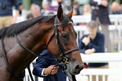 Der japanische Derbysieger Makahiki (Deep Impact) zog nach dem Erfolg im Prix Niel, Gr. II, großes Medieninteresse auf sich. Foto: Dr. Jens Fuchs