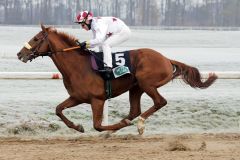 Dritter Sieg in Serie: Mojano gewinnt mit Bayarsaikhan Ganbat an Bord im Dortmunder Maiden auf Sand. www.galoppfoto.de - Stephanie Gruttmann